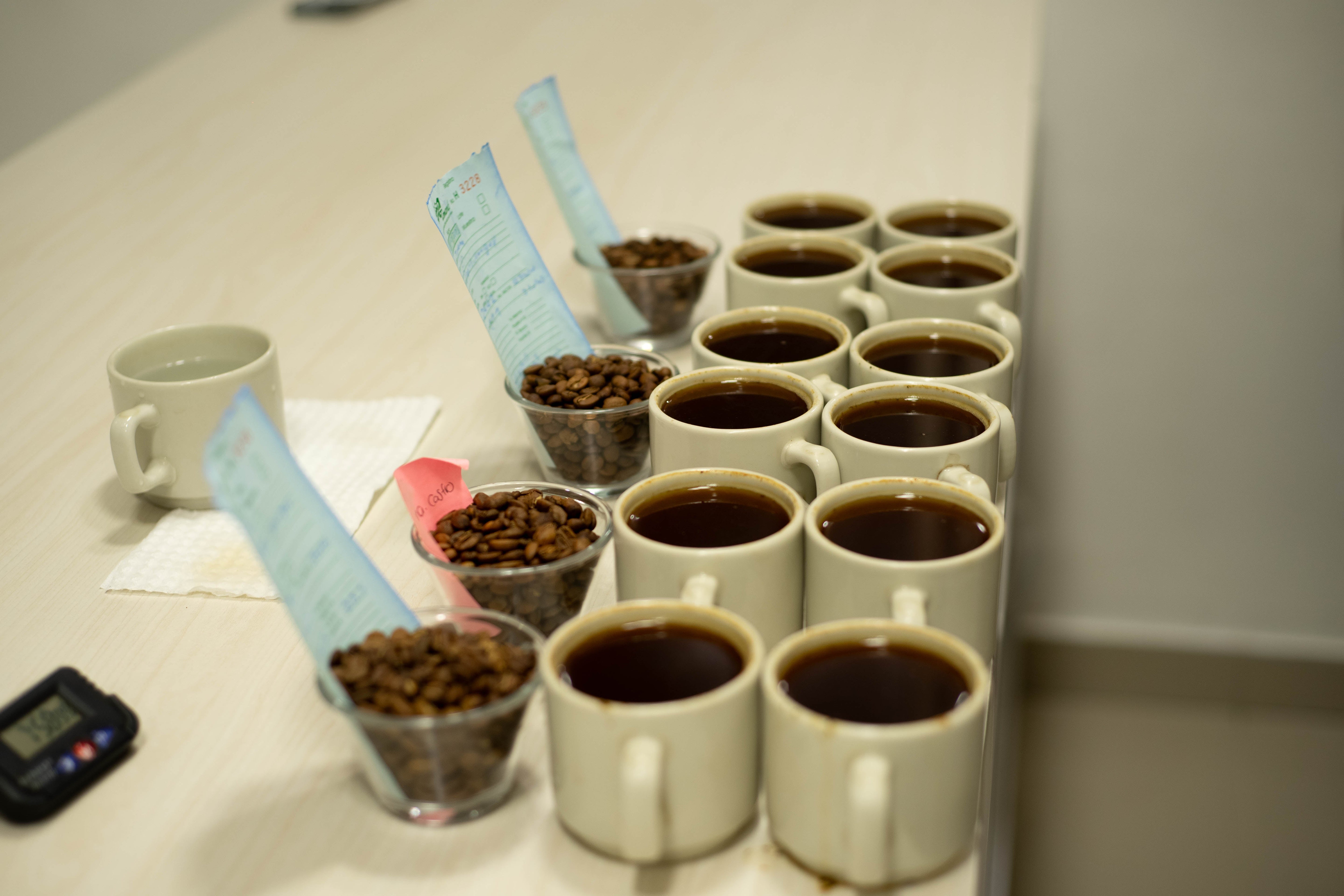 Comparación visual granos de café comercial con defectos vs café de especialidad verde seleccionado por mallas sin broca