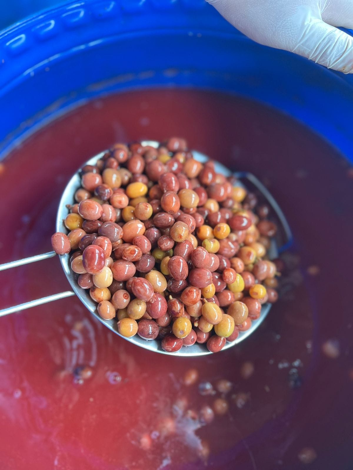 Procesos del Café e Innovación: Culturing, Amarena, Rum Barrel y Variedades Resistentes