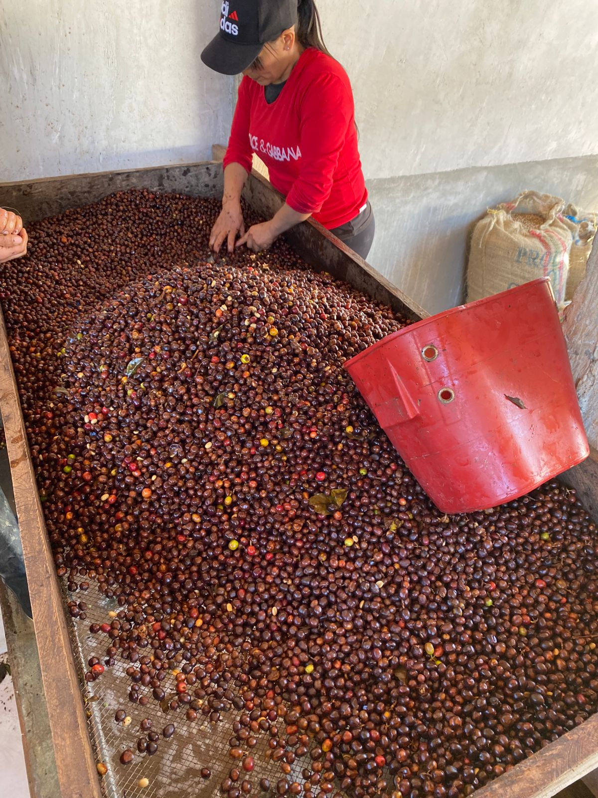 Café Bourbon Rosado Coco Culturing - Tostado de Especialidad - Sierra Nevada, Colombia