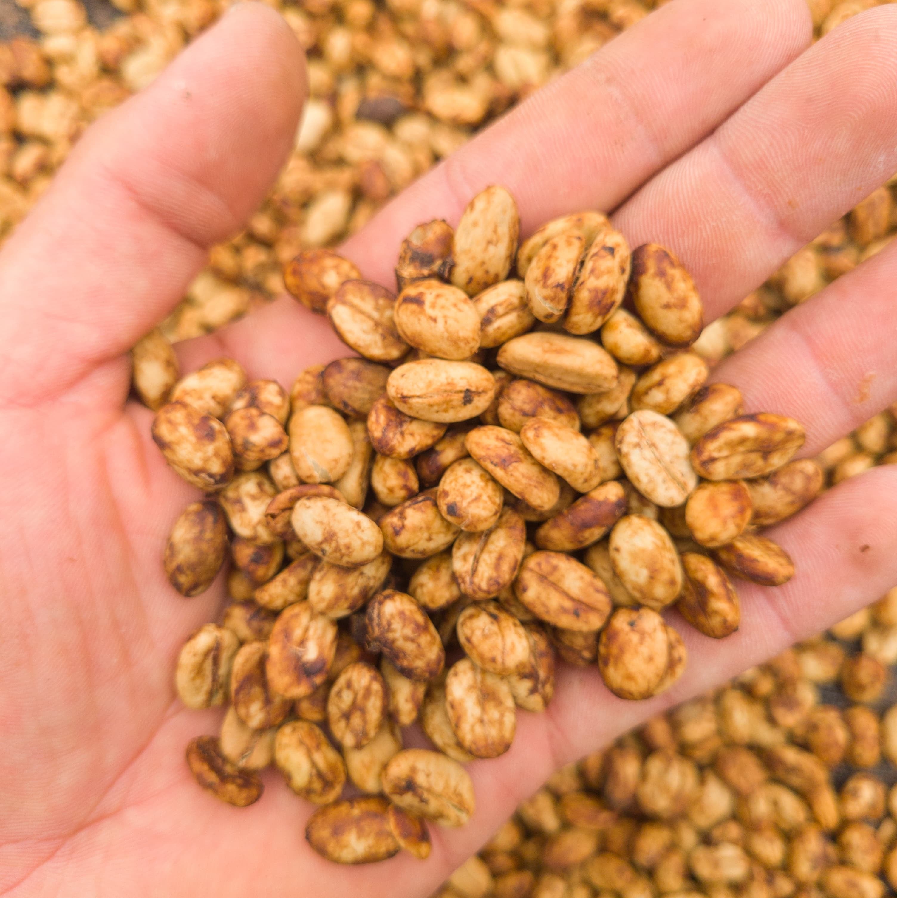 Café Sidra Honey - Tostado de Especialidad - Huila, Colombia